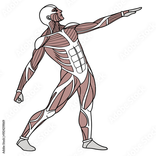 Male muscular system anatomy human body brown