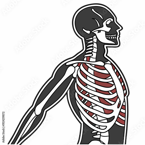 Of a human skeleton with exposed ribcage and muscles