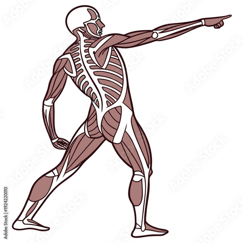 Brown of a human skeleton and muscles from the back pointing to the right