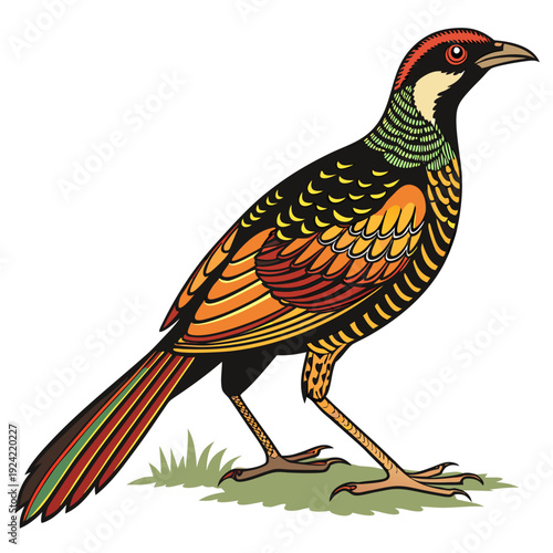 Colorful bird with long tail feathers standing on grass