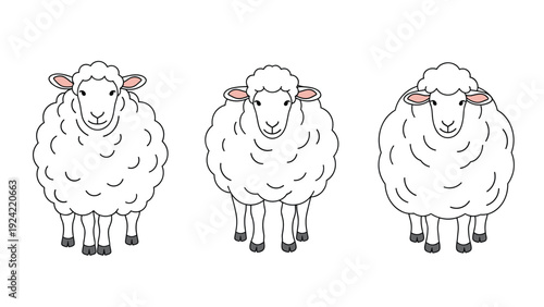 Illustration of three fluffy white sheep standing in a row on a white background looking forward.