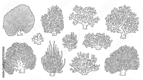 Detailed black and white sketches of various types of underwater coral reefs showing different textures and forms.