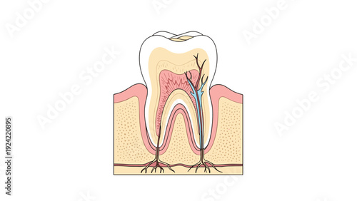Detailed anatomical diagram of a human tooth shows the enamel, dentin, pulp, and root structure within the gum tissue.