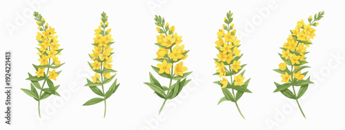 Lysimachia vulgaris medicinal herb botanical watercolor vector set, isolated on white background