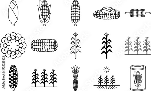 Corn Illustration