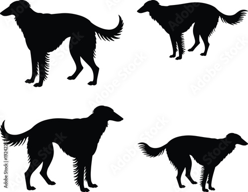 Black silhouettes of Borzoi dogs in standing poses isolated on white background for canine breed education and pet shop branding