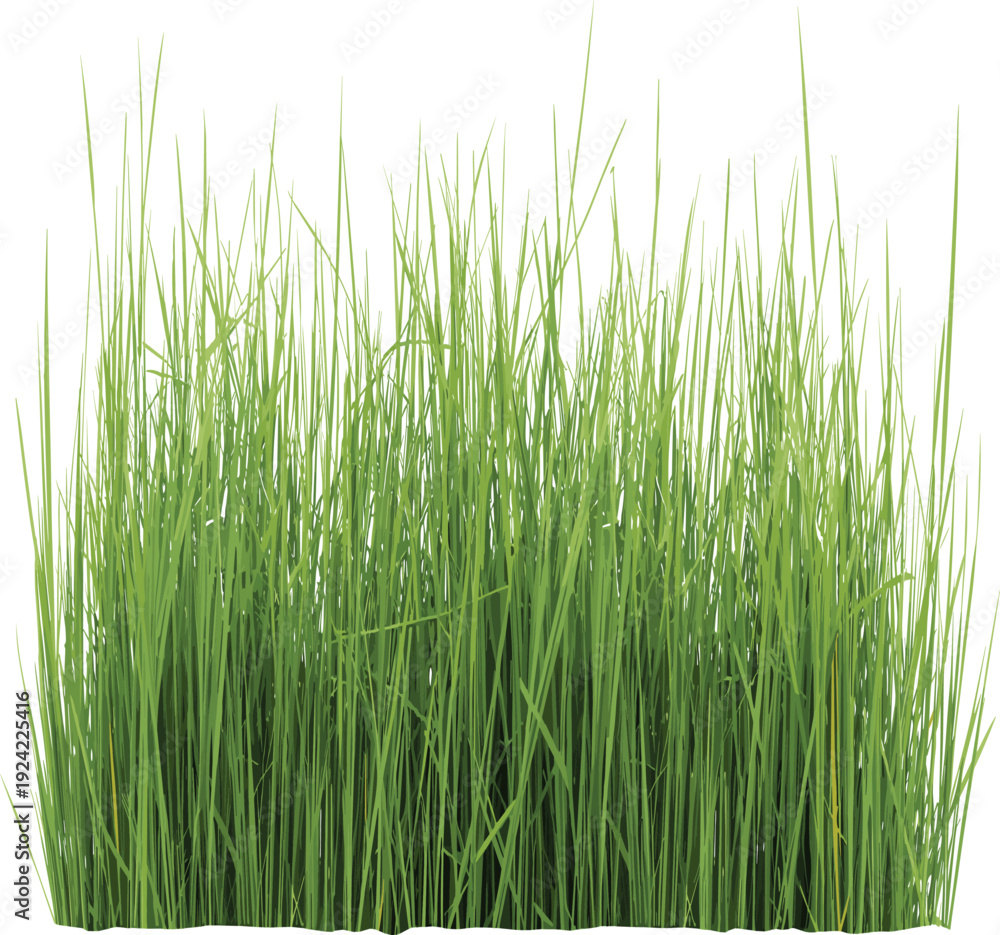 Naklejka premium Green spring grass tuft with long thin blades isolated on white background for nature landscape architecture and botanical garden design