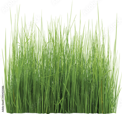 Green spring grass tuft with long thin blades isolated on white background for nature landscape architecture and botanical garden design