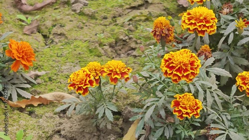 Vibrant orange and yellow marigold flowers in a garden bed with green leaves and stems