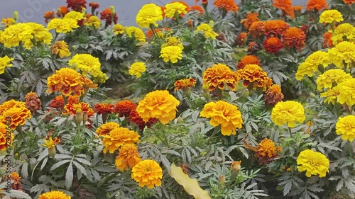 Cluster of bright orange and yellow marigold flowers with green foliage in a garden setting