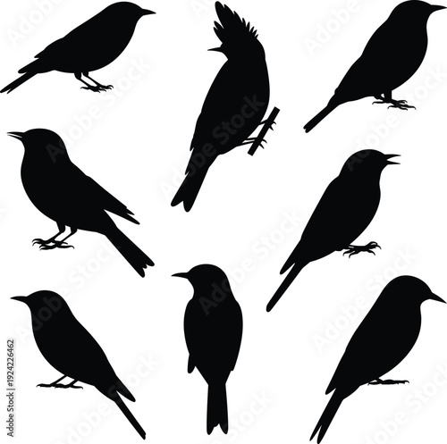Set of Black Bird Silhouettes Featuring Songbirds Sparrows and Crested Birds in Various Poses for Nature Illustration Wildlife Education Garden Design and Decorative Graphic Projects