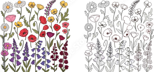 Detailed Collection of Wildflowers and Garden Blooms Colored and Line Art Set