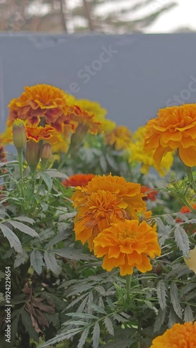 Closeup of orange marigold flowers with green leaves and stems in a garden bed
