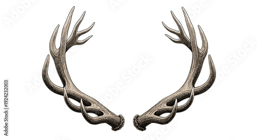 Deer antlers vintage illustration detailed pair of animal horns isolated on white background
