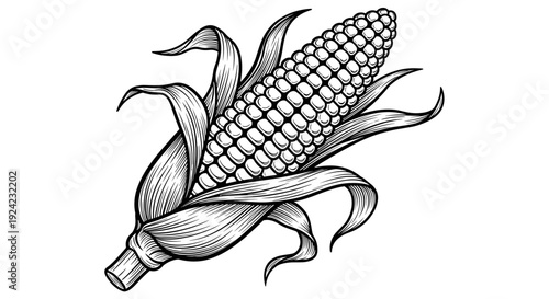 Detailed corn on cob illustration with husks peeled back showing rows of kernels in woodcut engraving style