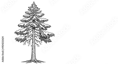 Detailed illustration of a tall pine tree covered in snow, winter season nature scene vector