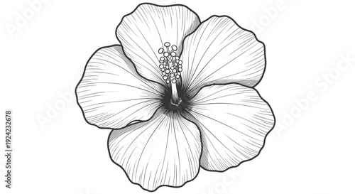 Detailed line drawing of a single hibiscus flower with prominent stamen and petals
