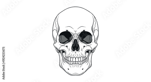 Frontal view of a detailed human skull illustration against a white background, showcasing anatomical features and empty eye sockets