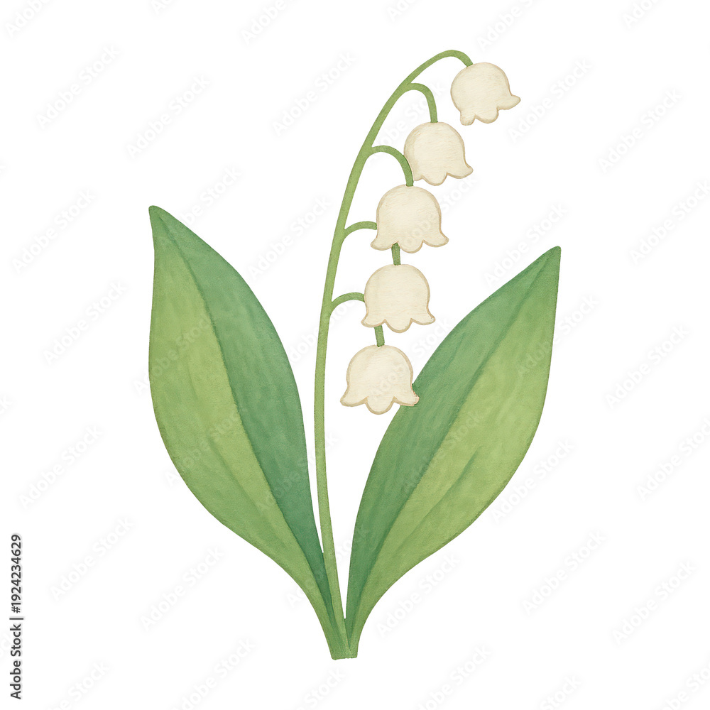 Obraz premium PNG Delicate lily of valley illustration.