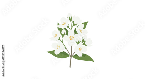 A cluster of white jasmine flowers with yellow centers and green leaves is depicted on a single brown stem against a solid white background.