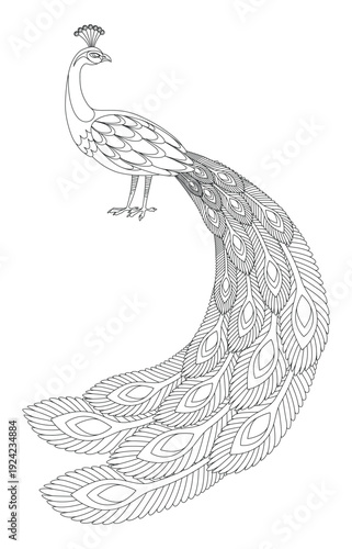 Detailed vector peacock coloring book. Ideal for posters, prints, logos, or design projects needing a touch of elegance