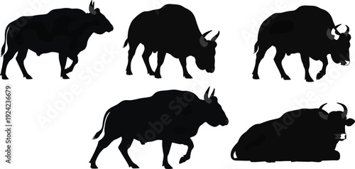 Set de siluetas de Gaur bisonte indio 5 poses ilustraci�n vectorial