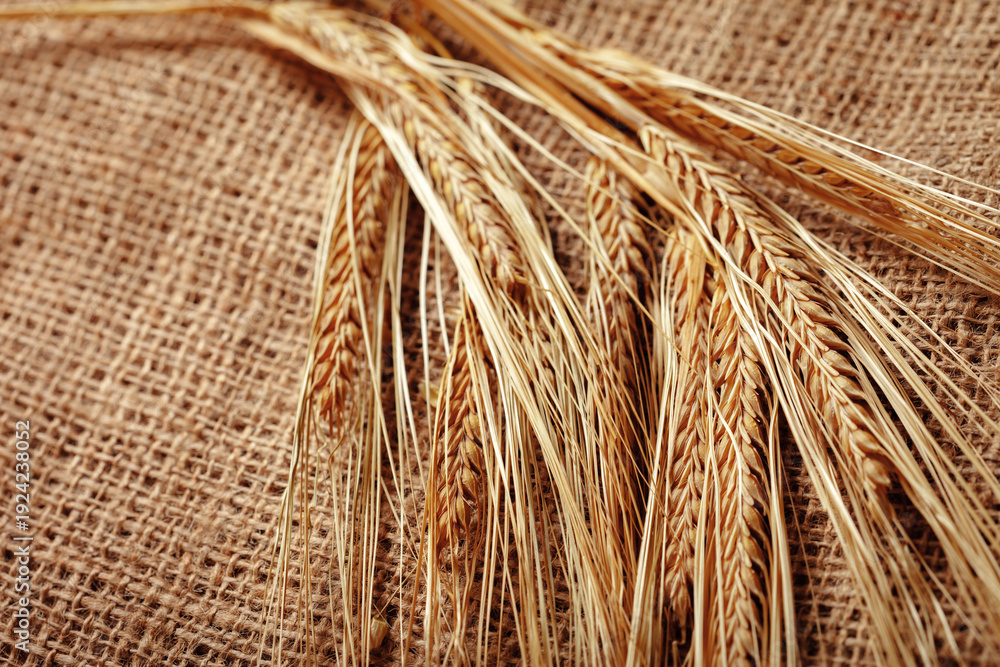 Obraz premium Wheat stalks arranged on a burlap fabric showing texture and nature's harvest