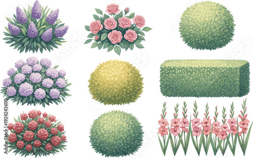 Flowering plants and shaped bushes collection, roses hydrangea camellia gladiolus lupine, green hedges foliage, ornamental garden illustration concept