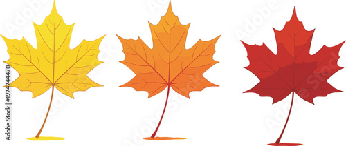 Maple leaves in autumn colors, yellow orange red foliage, seasonal change, nature environment, fall season illustration concept