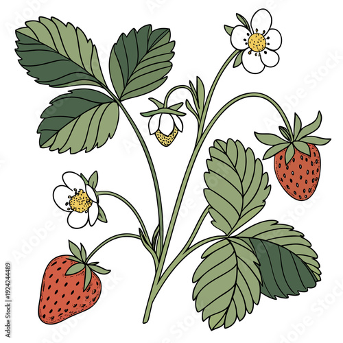 A cartoon image of a strawberry plant with flowers and fruit