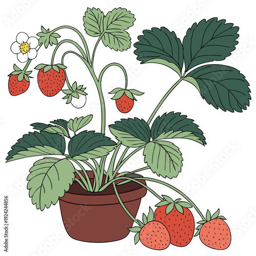 A potted strawberry plant with fruit and flowers