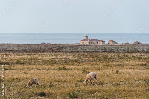 Scenic view of a lighthouse on Menorca island with sheep grazing in the foreground.