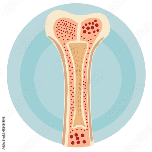 Femur cross Section and bone marrow