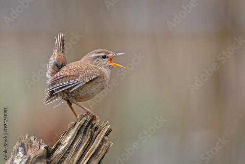 Eurasian wren (Troglodytes troglodytes) singing on a weathered tree stump, soft bokeh.