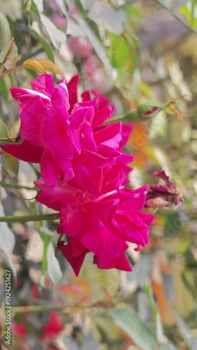 Closeup of bright pink roses with blurred background of leaves and stems in a sunny garden environment