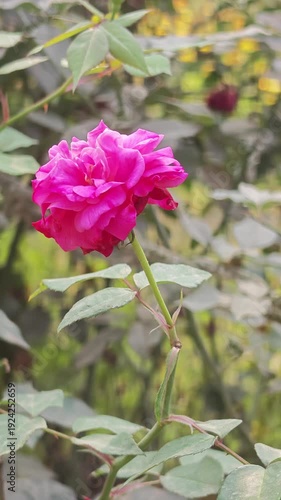 Single pink rose in full bloom with green leaves and stem in a garden setting with natural lighting conditions