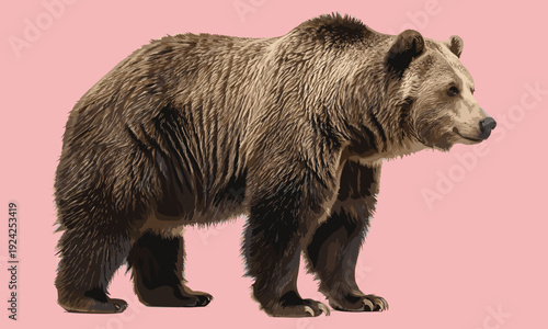 Brown grizzly bear standing on pink background brown bear standing bear