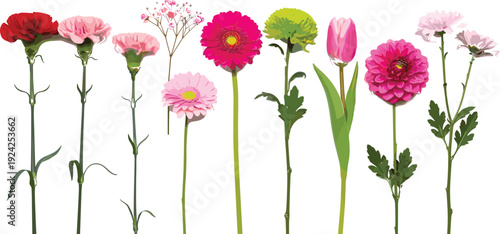Colorful flowers on green stems against white background pink