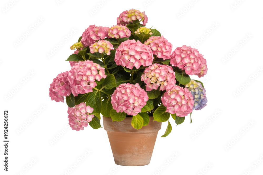 Obraz premium Pink Hydrangea Bush in Clay Pot Isolated on Transparent Background PNG
