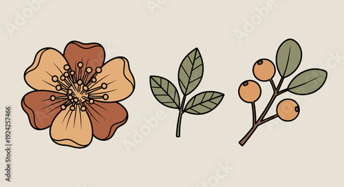 A collection of floral elements featuring a flower, leaves, and a branch with berries in a modern flat vector style, suitable for nature-themed designs