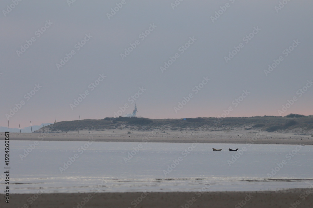 Fototapeta premium common seal