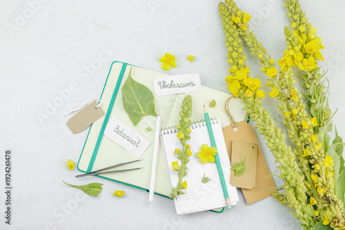 Botanical flat lay with Verbascum flower, leaves, and sketchbook on light background