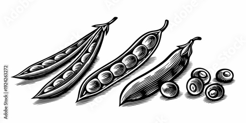 Vintage style illustration of fresh pea pods and individual peas