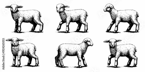 A collection of six vintage style illustrations depicting fluffy lambs