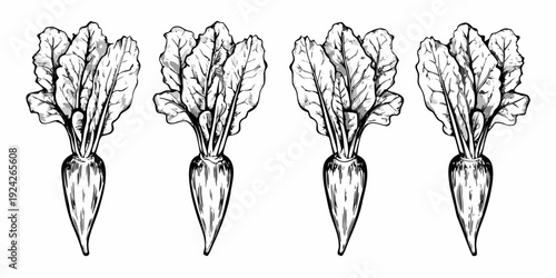 Four sketched beetroots with leafy greens displayed in a row