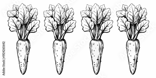 Four bunches of carrots with leafy greens a vintage style illustration