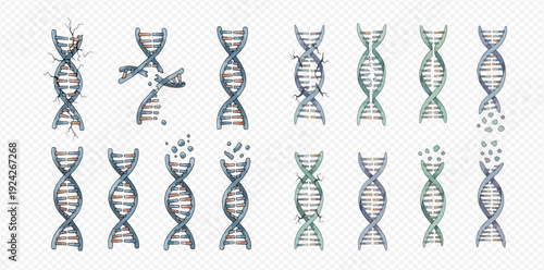 A watercolor illustration set of DNA strands showing various stages of damage, breakage, and degradation.
