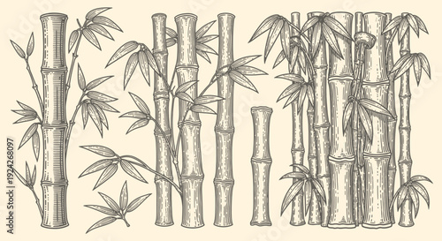 Green bamboo stalks and leaves vector set isolated