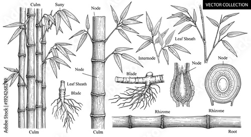 Vector set of green bamboo stalks and leaves isolated on white