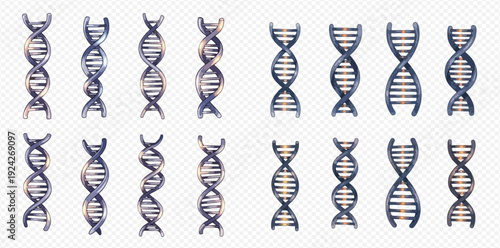 A comprehensive set of DNA double helix models for scientific and medical illustration.